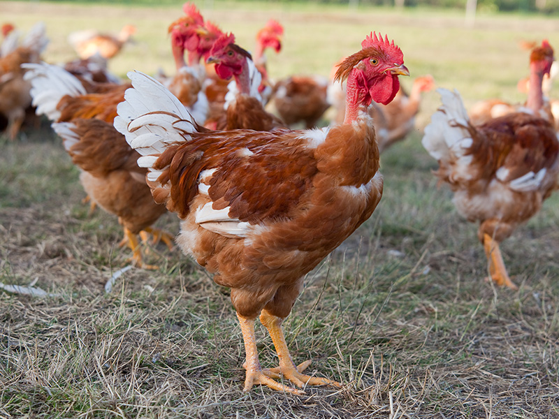 Poulets